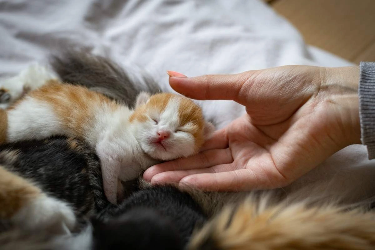 what is the 3-3-3 rule for kittens? a beginner's guide for new pet parents