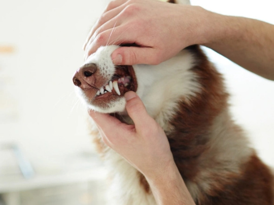 Untreated Dental Problems