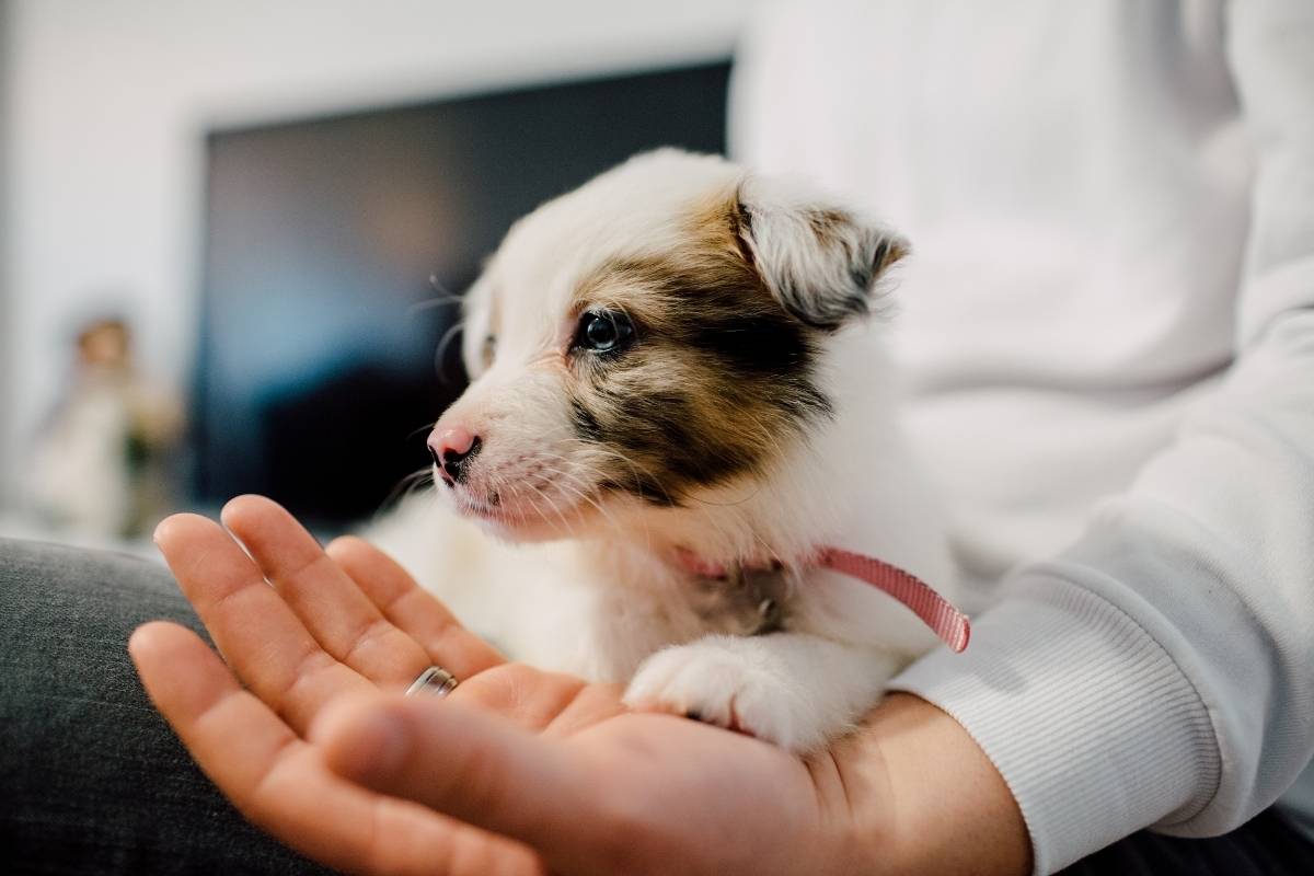 new-puppy-first-day-home-guide