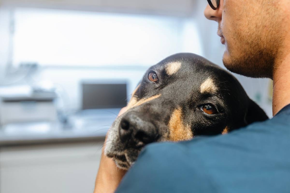 when-your-dog-needs-a-vet-immediately