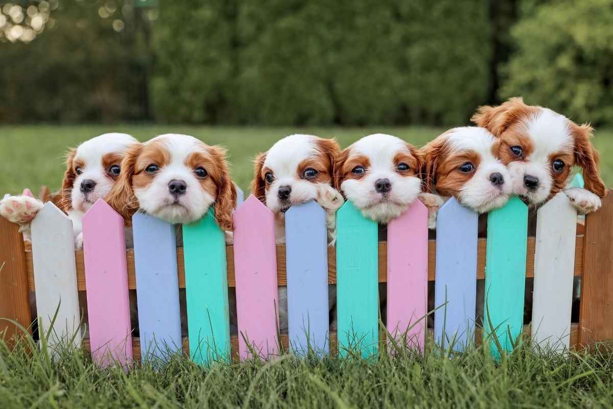 national-puppy-day-history-facts-guide