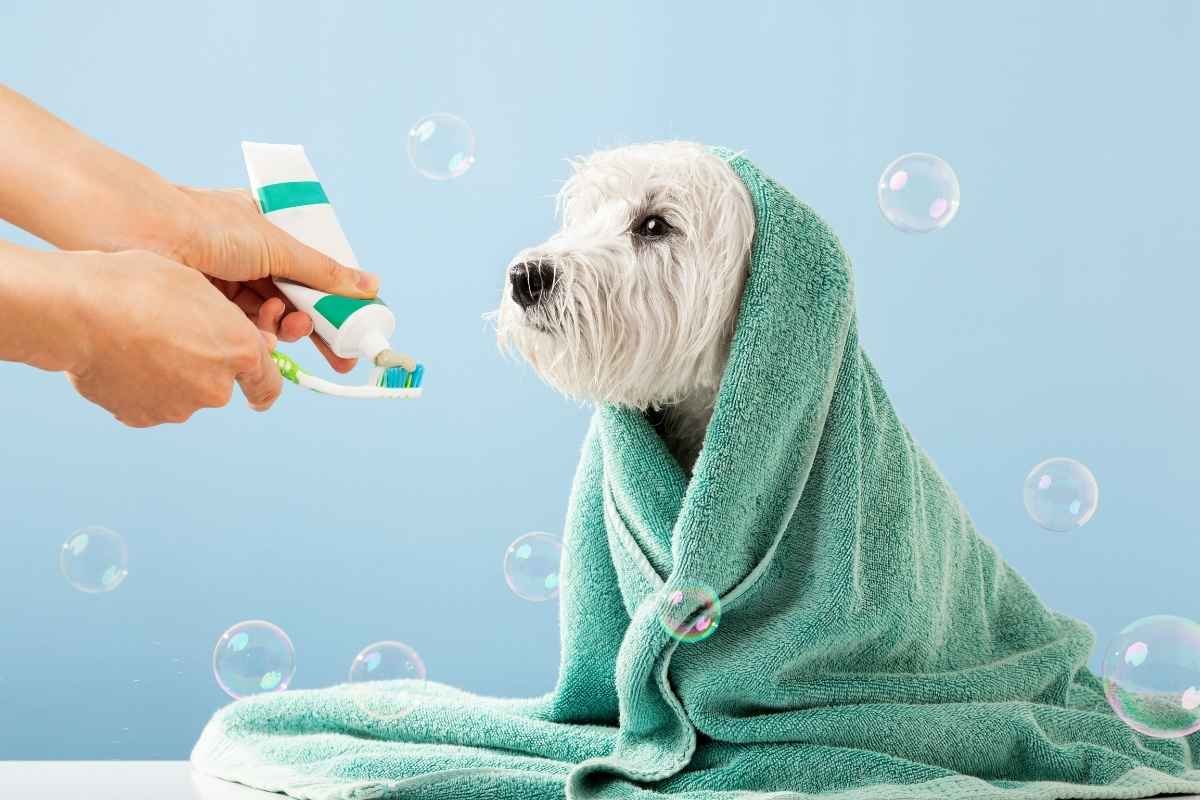 toothpastes-for-dogs-and-cats-safe-dental-care-options