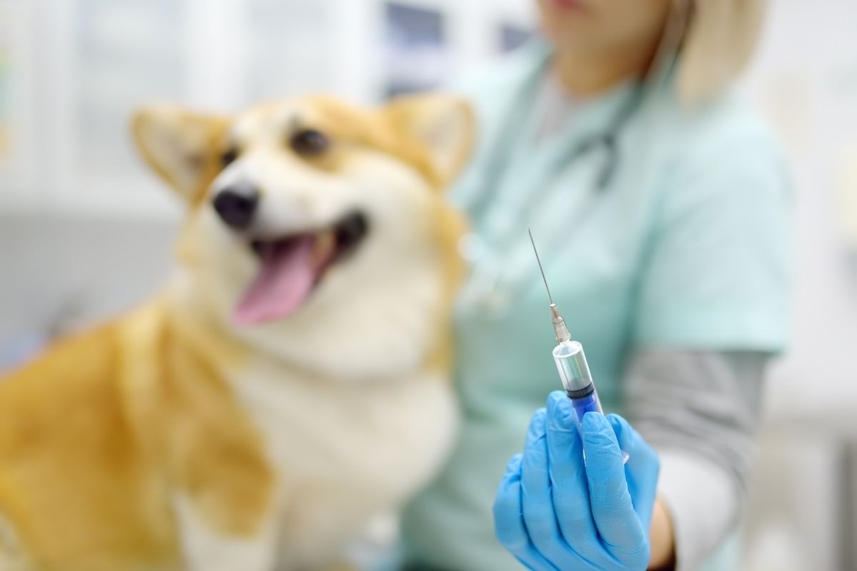 core-vs-non-core-dog-vaccines