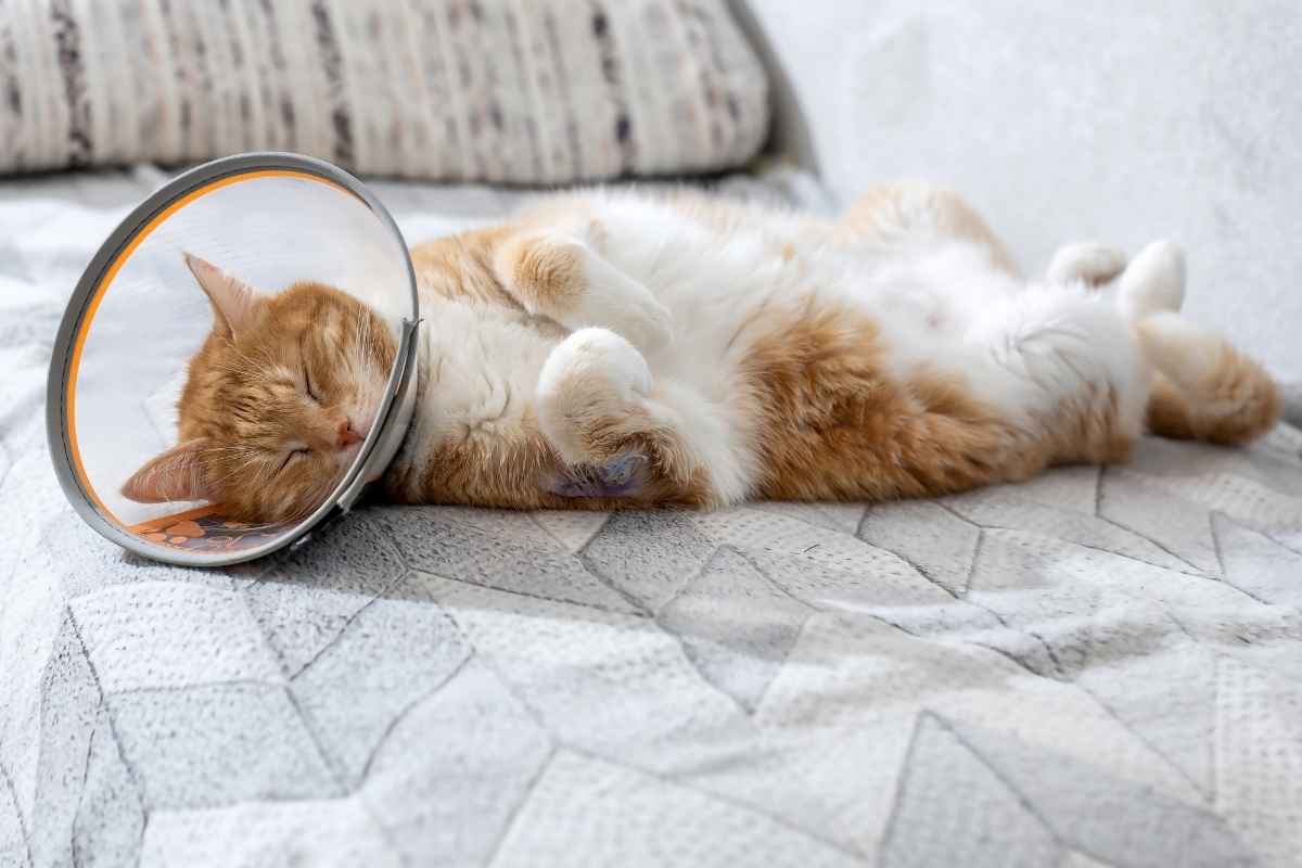 risks-delaying-pet-surgery