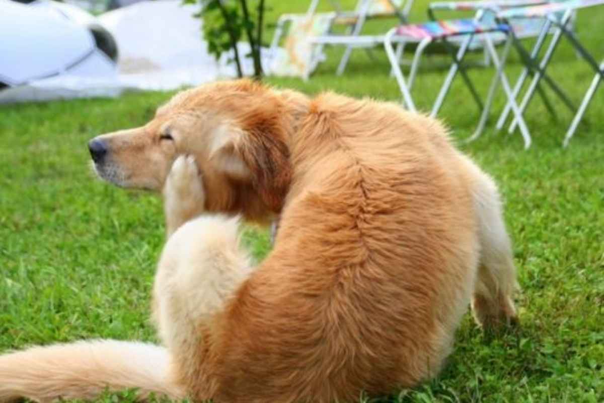 spring-allergies-dogs-signs