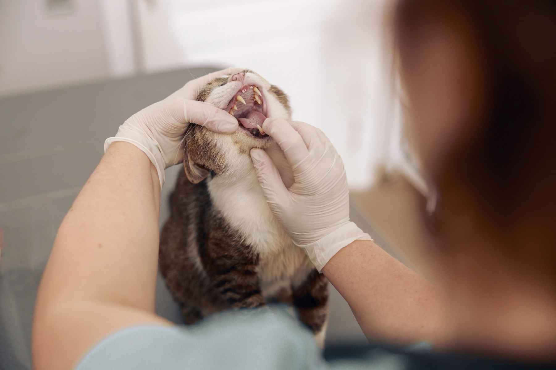 cat-bad-breath-causes-and-treatment