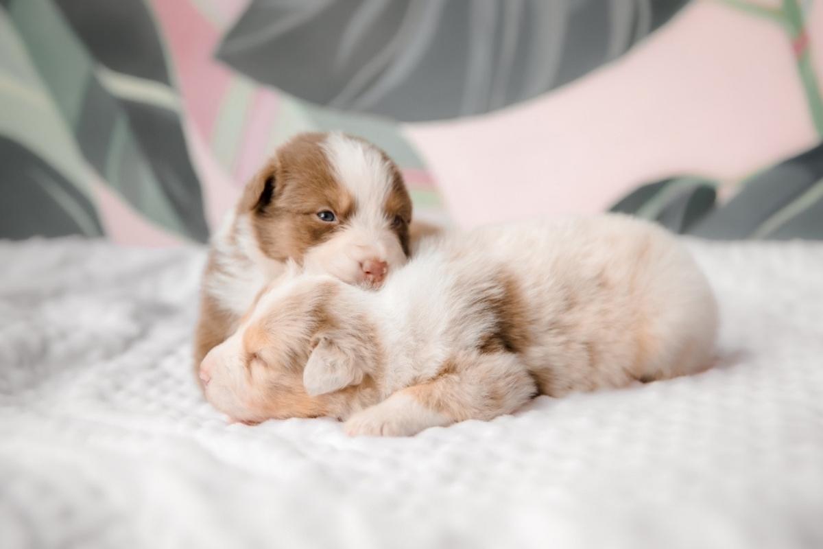 best-nutrition-tips-growing-puppies-kittens
