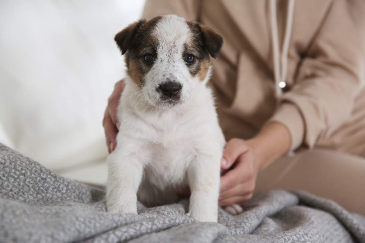 dog-bladder-stones-surgery-vs-diet