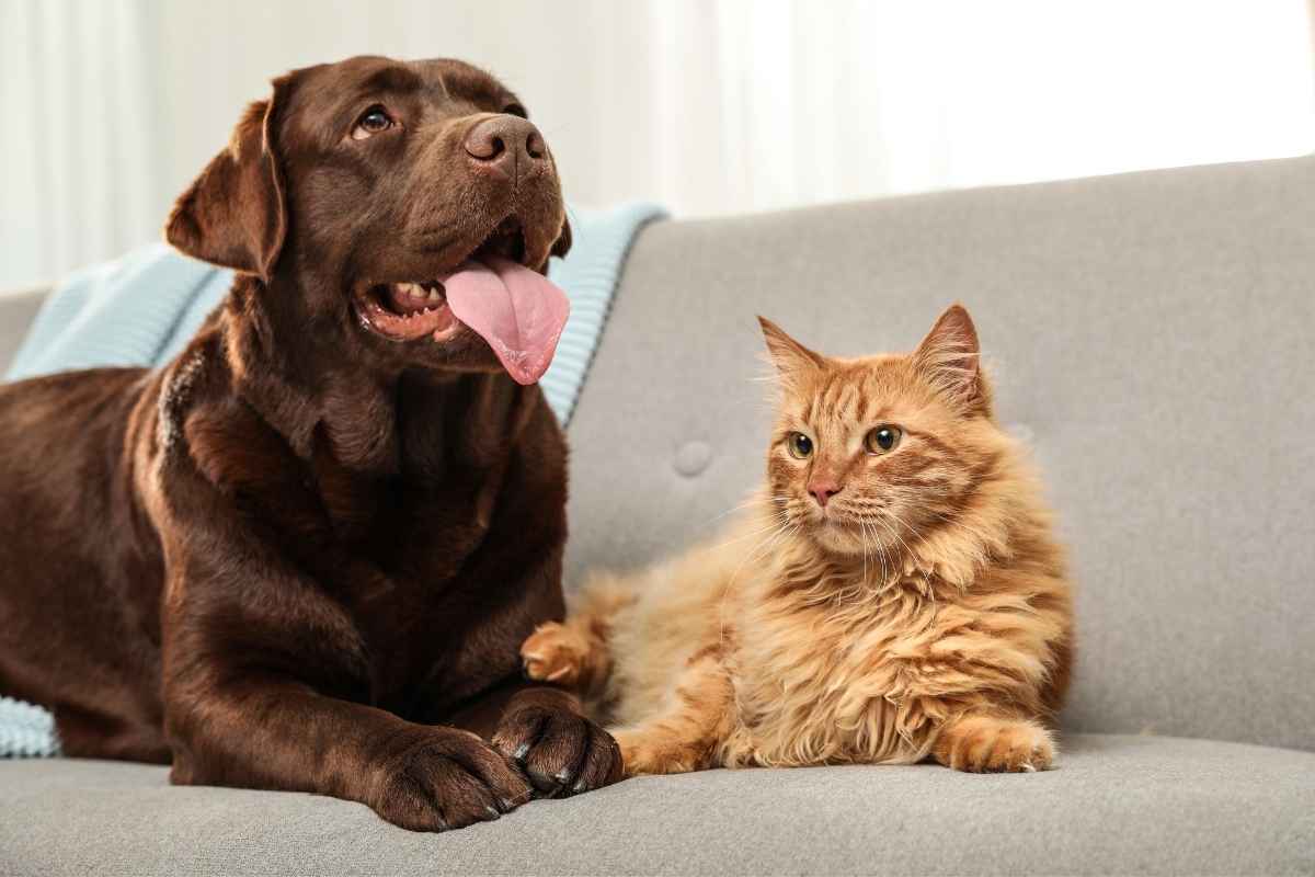 warning-signs-your-cat-should-see-a-vet-right-away