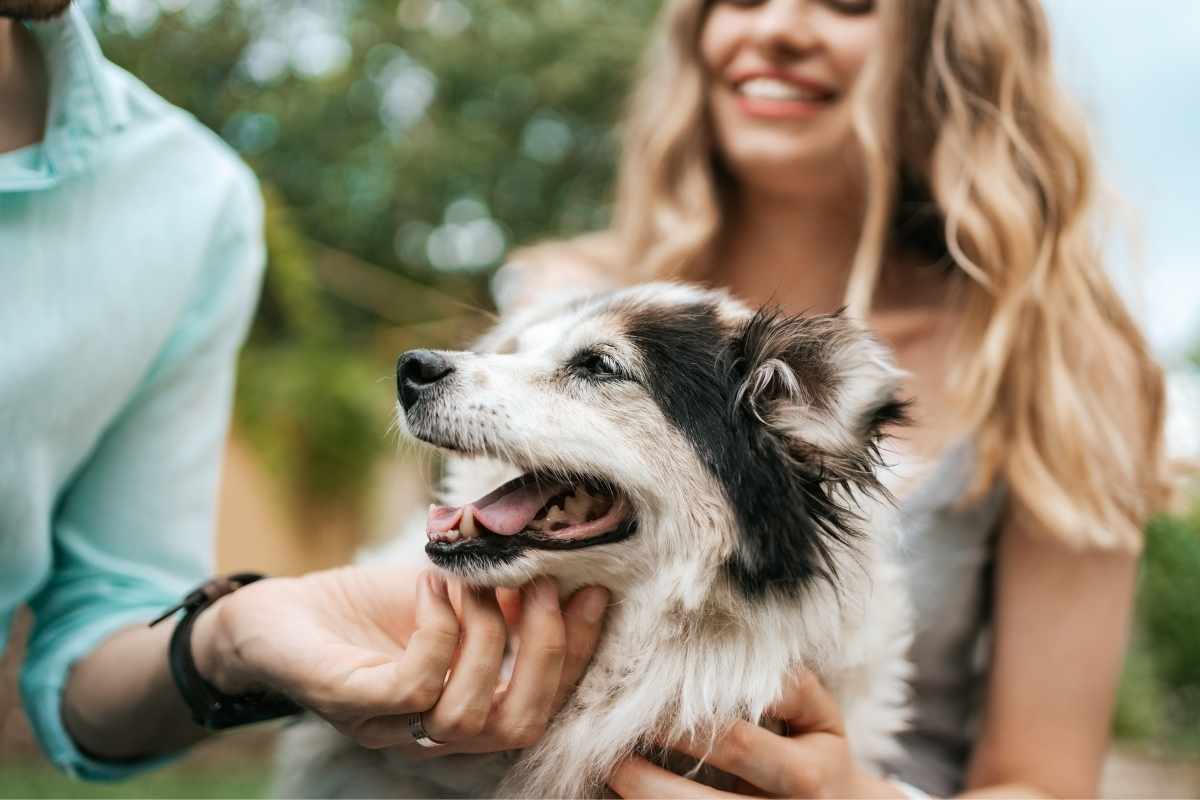 when-should-you-choose-urgent-pet-care