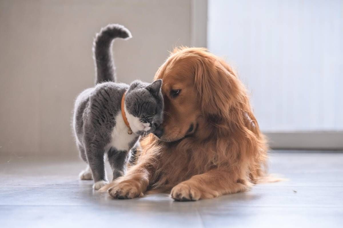 preventive-care-timeline-for-dogs-and-cats-by-age