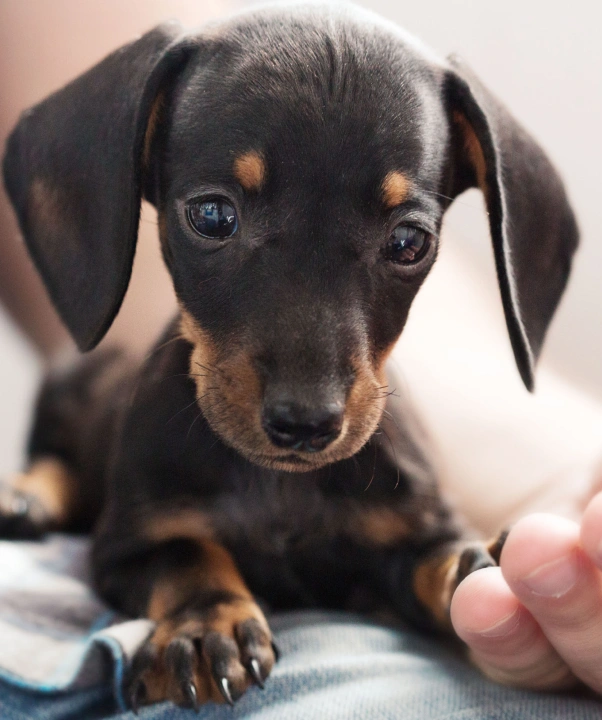 Close-up of a black-and-tan Dachshund puppy resting on a person's lap, with a hand gently touching its paw.