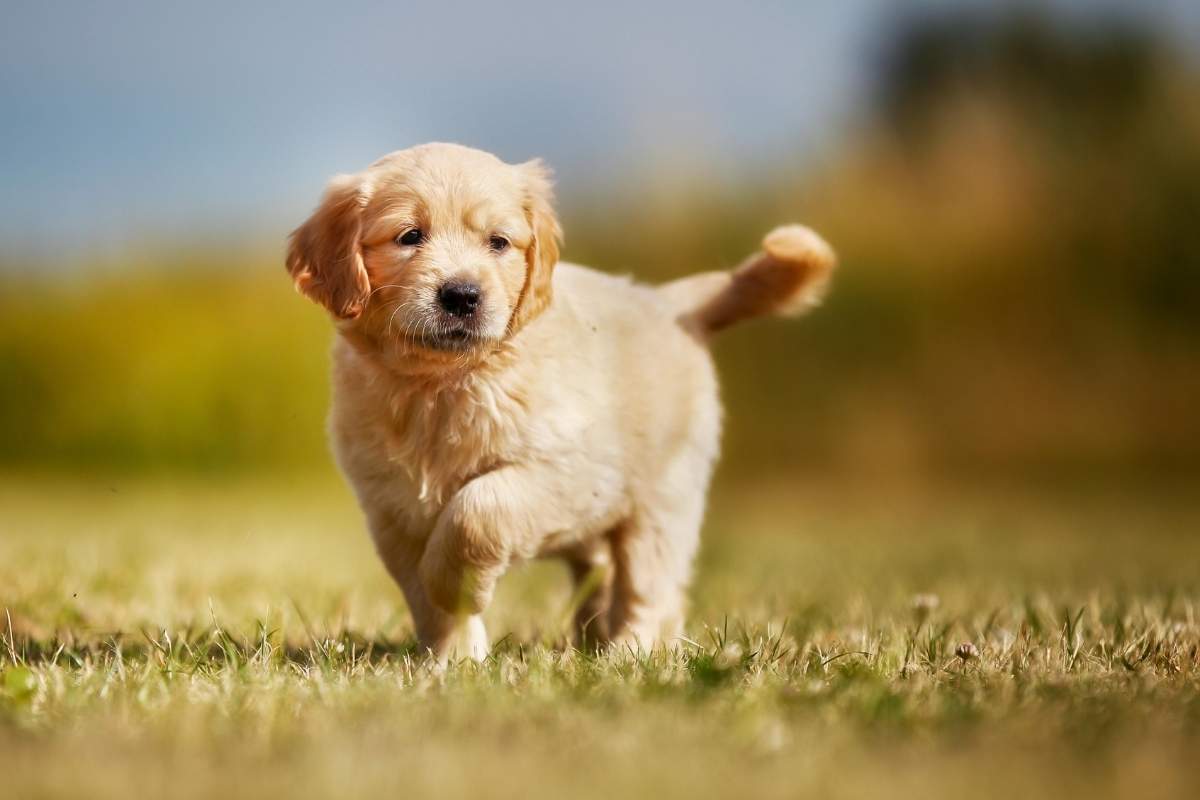 parvovirus-survival-rate-dogs