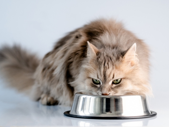 feeding-needs-dogs-cats-age
