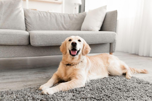 how-to-take-care-of-a-labrador-retriever