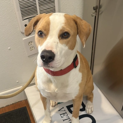 urgent pet care